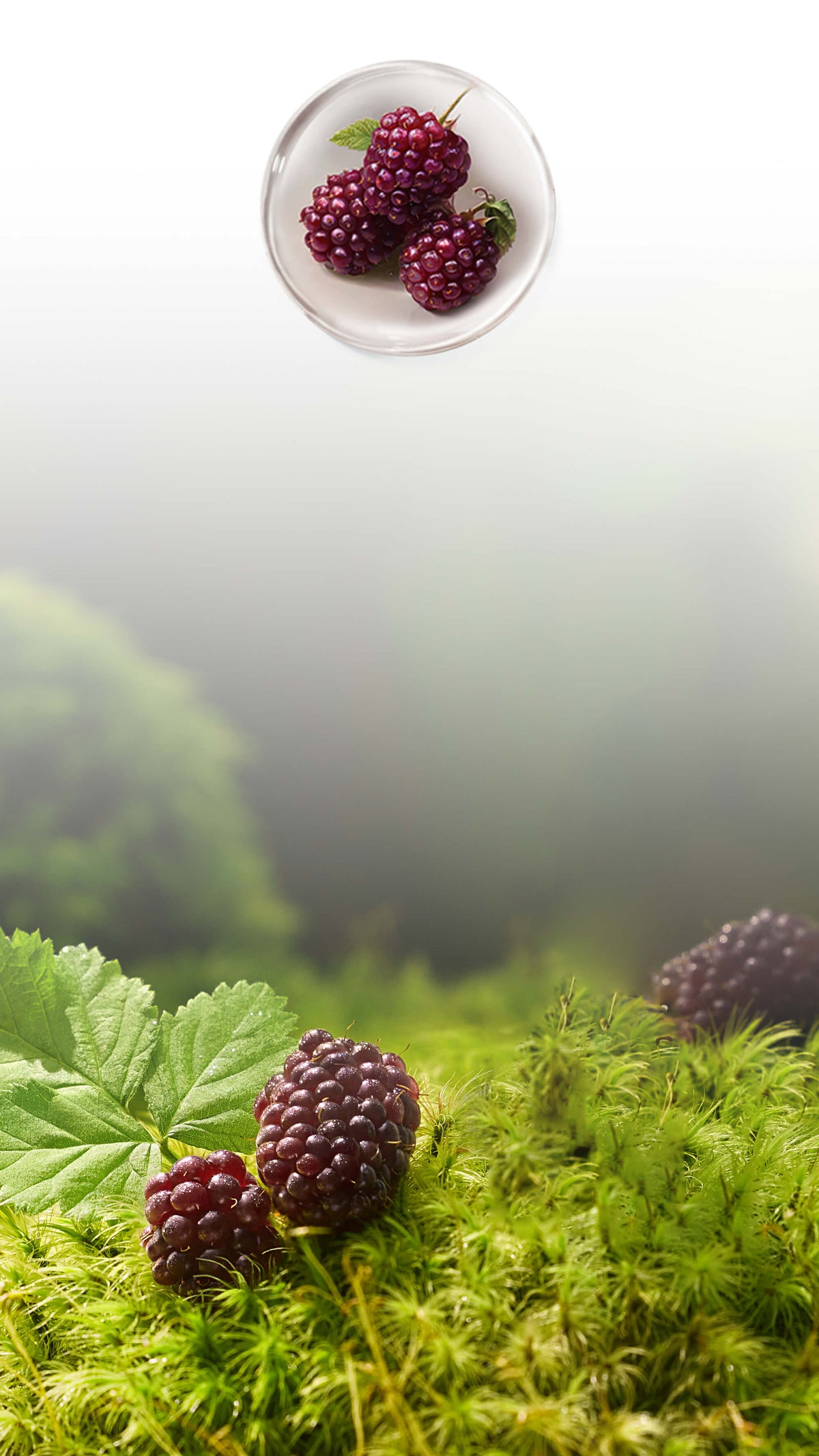 Brand Exploration - Beauty Supplements – Tracel Health